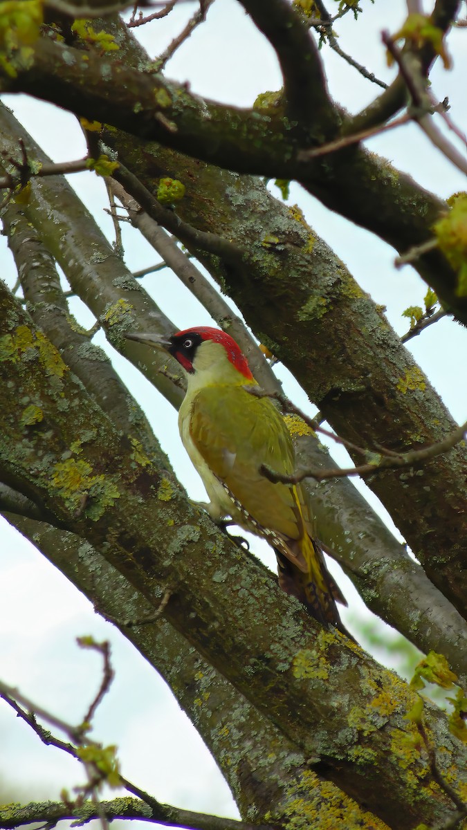 Eurasian Green Woodpecker - ML619881510