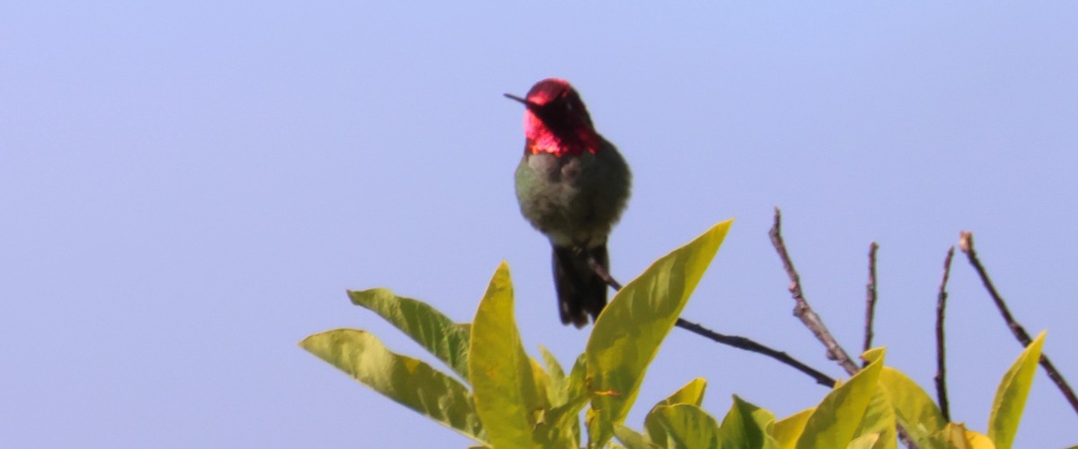 Anna's Hummingbird - ML619881514