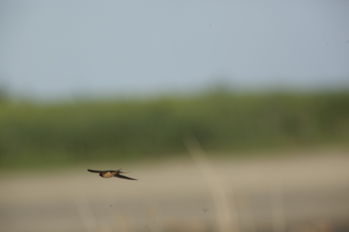 Barn Swallow - ML619881517