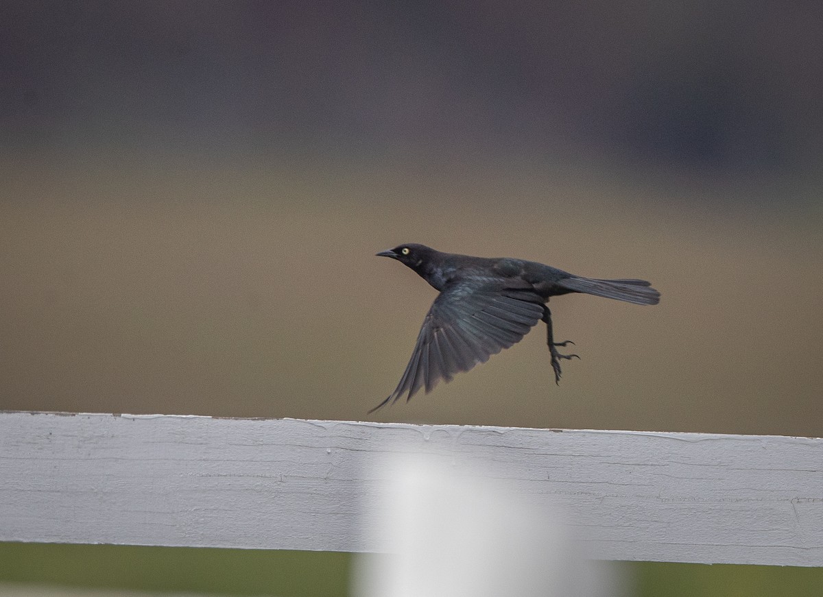 Brewer's Blackbird - ML619881518