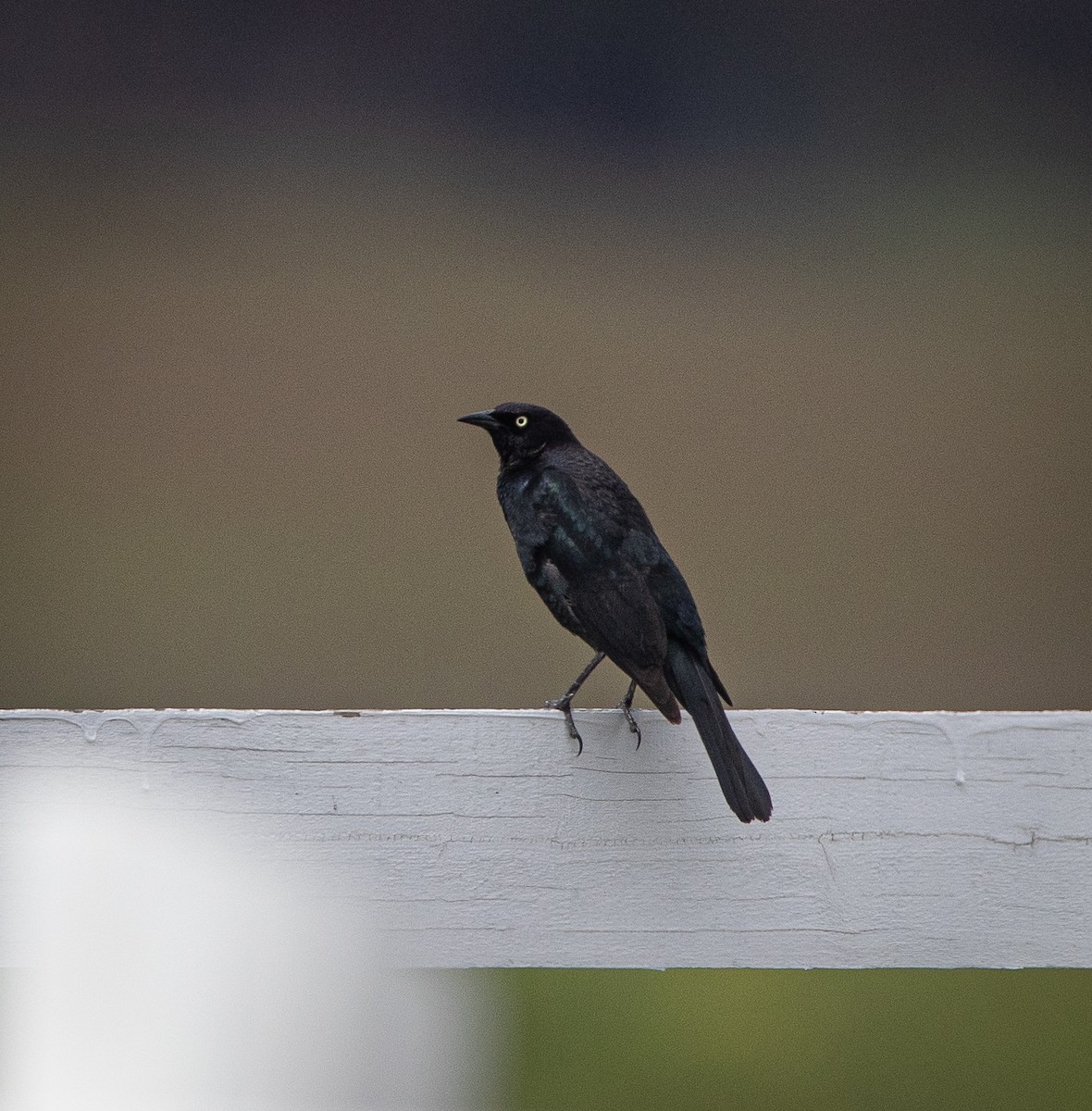 Brewer's Blackbird - ML619881519