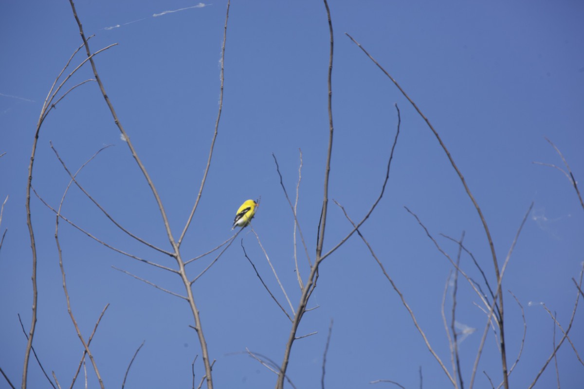 American Goldfinch - ML619881522