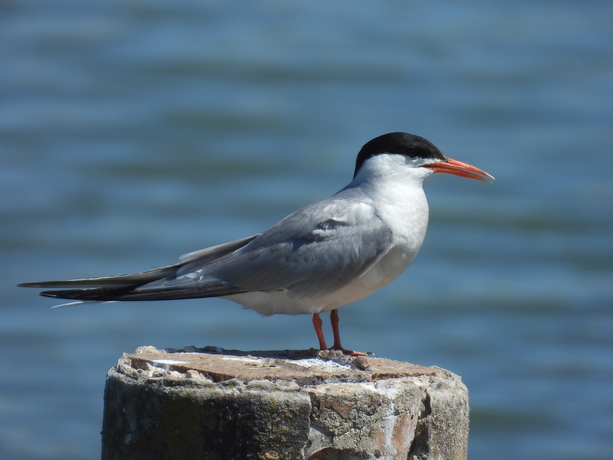 Common Tern - ML619881526