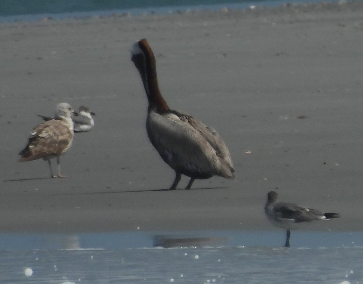 Great Black-backed Gull - ML619881545