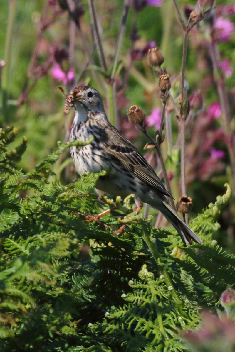 Meadow Pipit - ML619881559