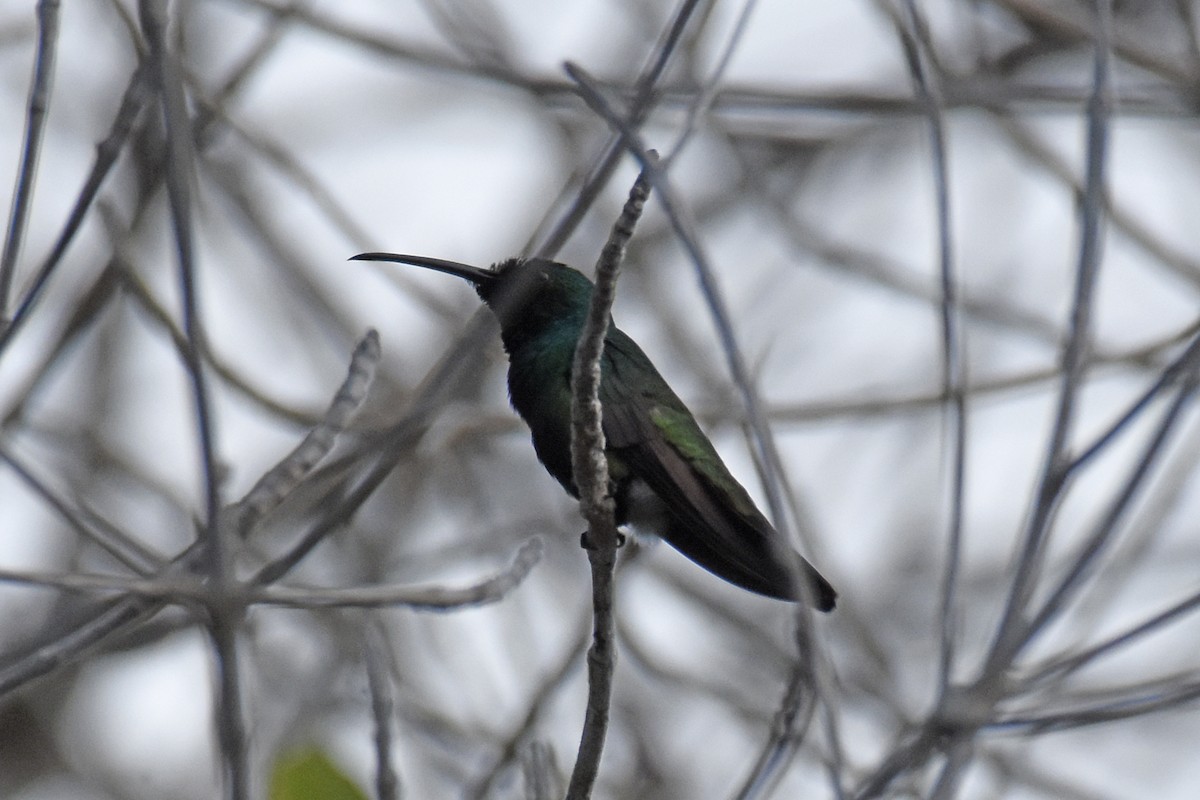 kolibřík zelenohrdlý - ML619881564