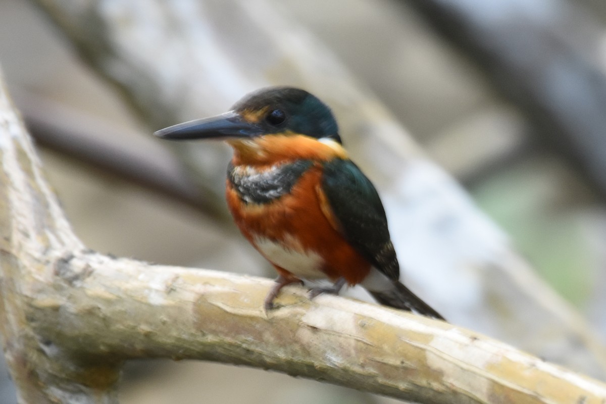 American Pygmy Kingfisher - ML619881570