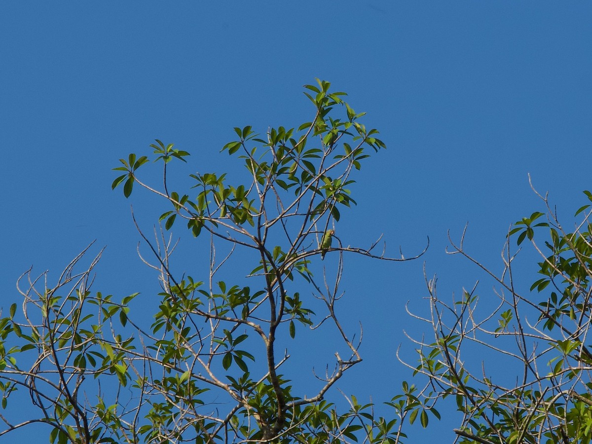 Mavi Belli Papağan - ML619881573
