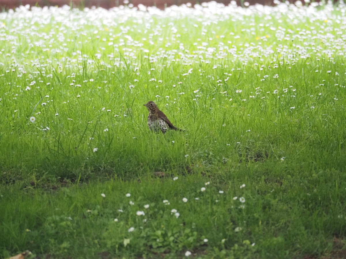 Song Thrush - ML619881607