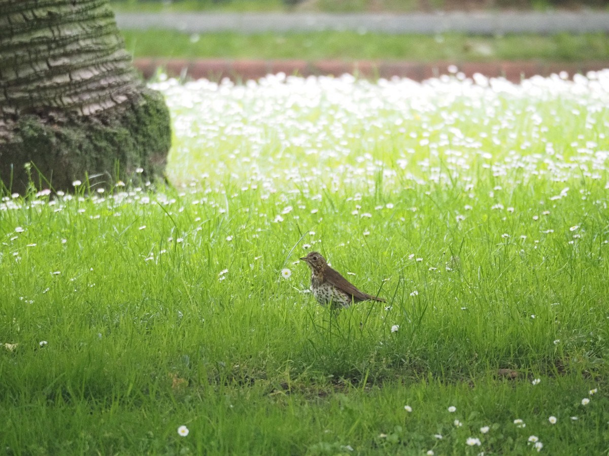 Song Thrush - ML619881608