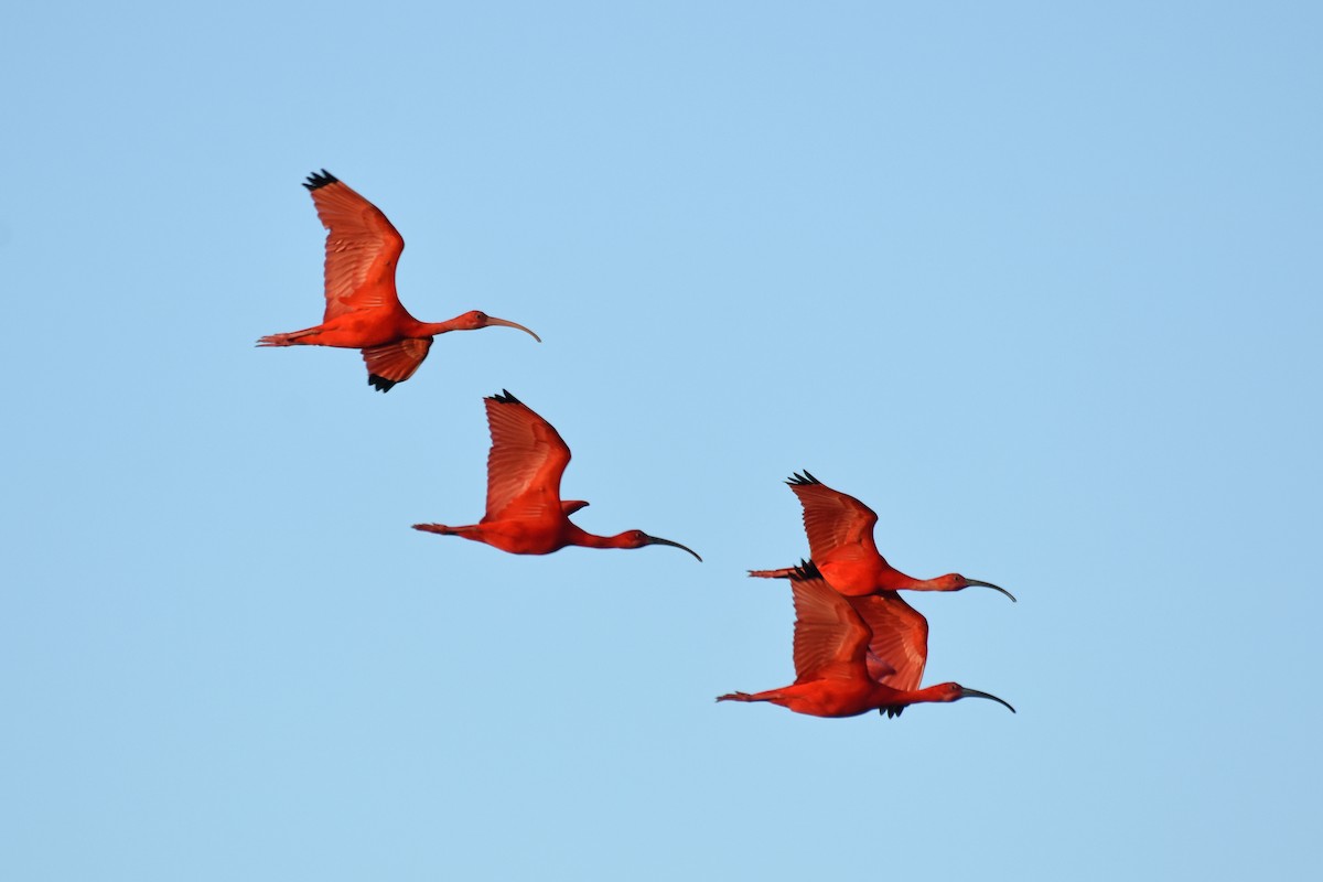 ibis rudý - ML619881617