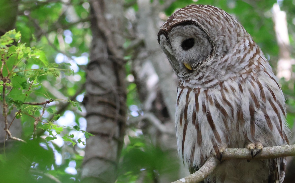 Barred Owl - ML619881639