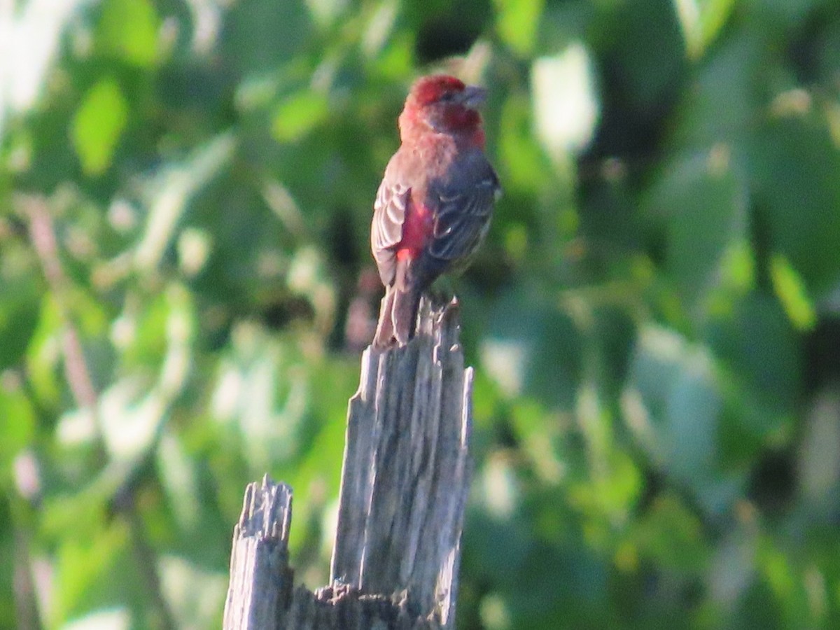 House Finch - ML619881691