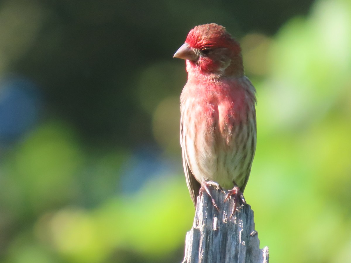 House Finch - ML619881692