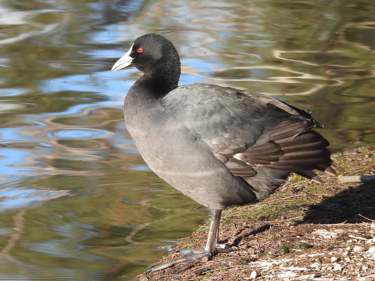 Eurasian Coot - ML619881708