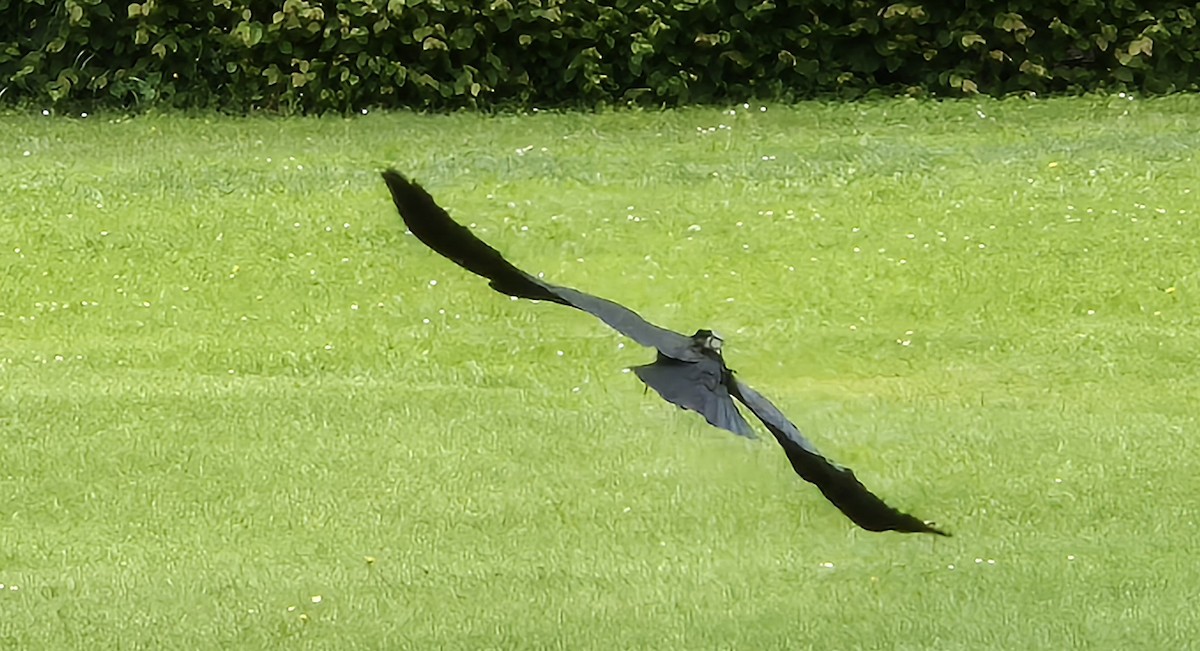 skallet ibis - ML619881716
