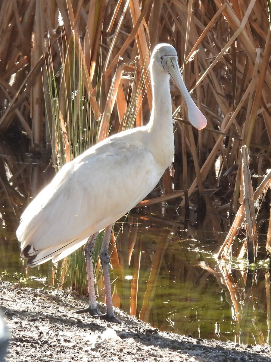 Yellow-billed Spoonbill - ML619881732