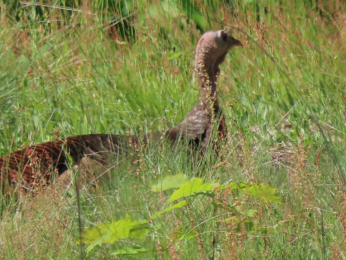 Wild Turkey - ML619881742