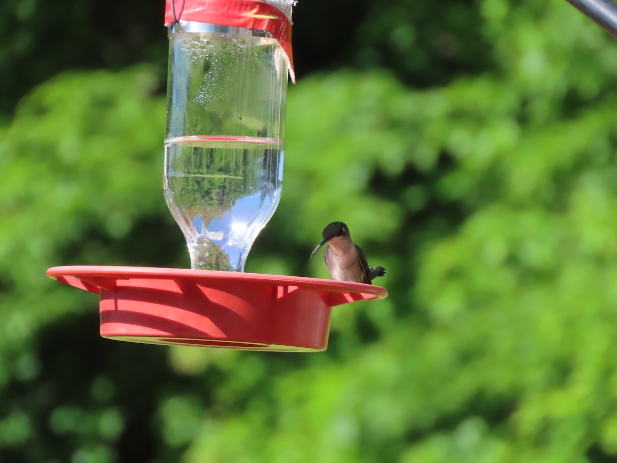 Ruby-throated Hummingbird - ML619881751