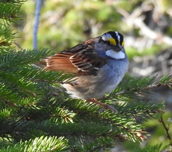 White-throated Sparrow - ML619881759