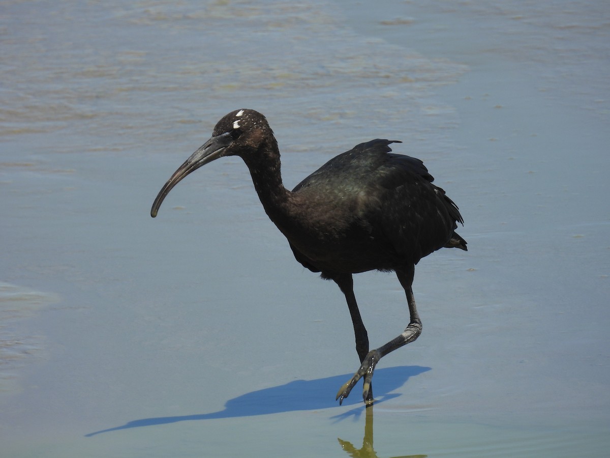 ibis hnědý - ML619881769