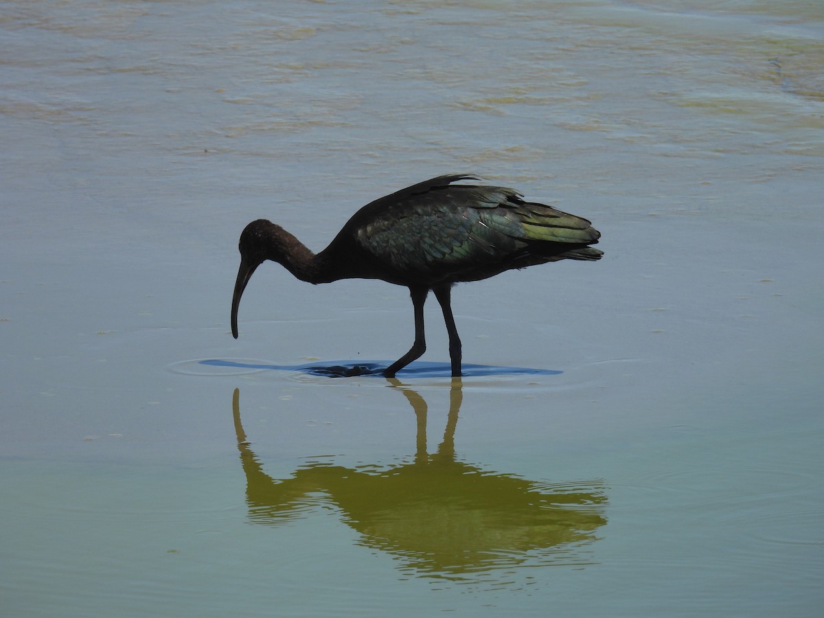 ibis hnědý - ML619881770
