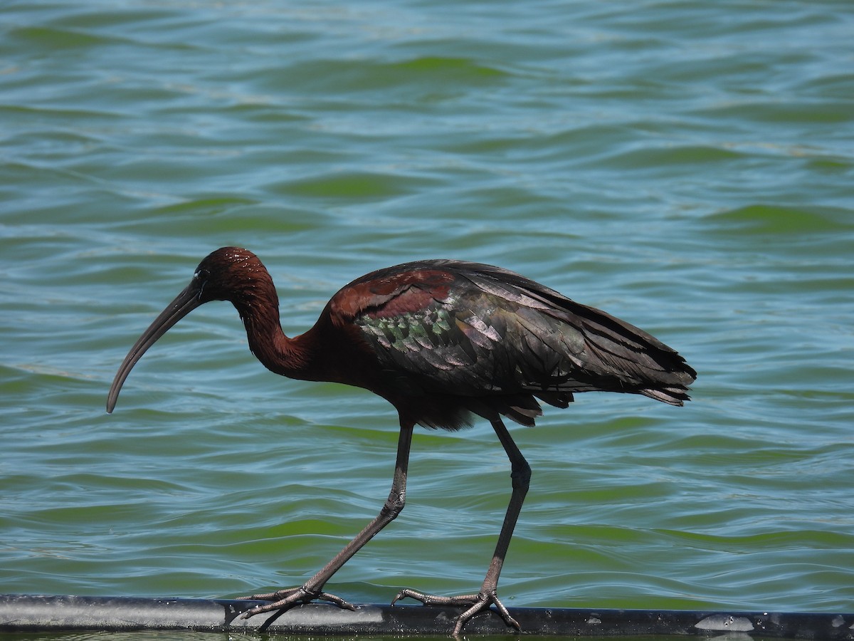 ibis hnědý - ML619881771