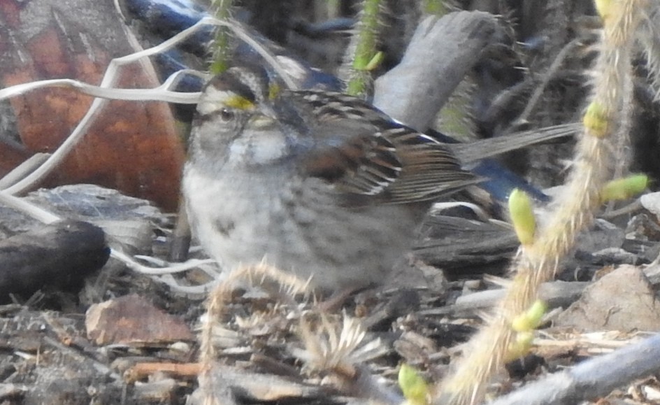 White-throated Sparrow - ML619881776