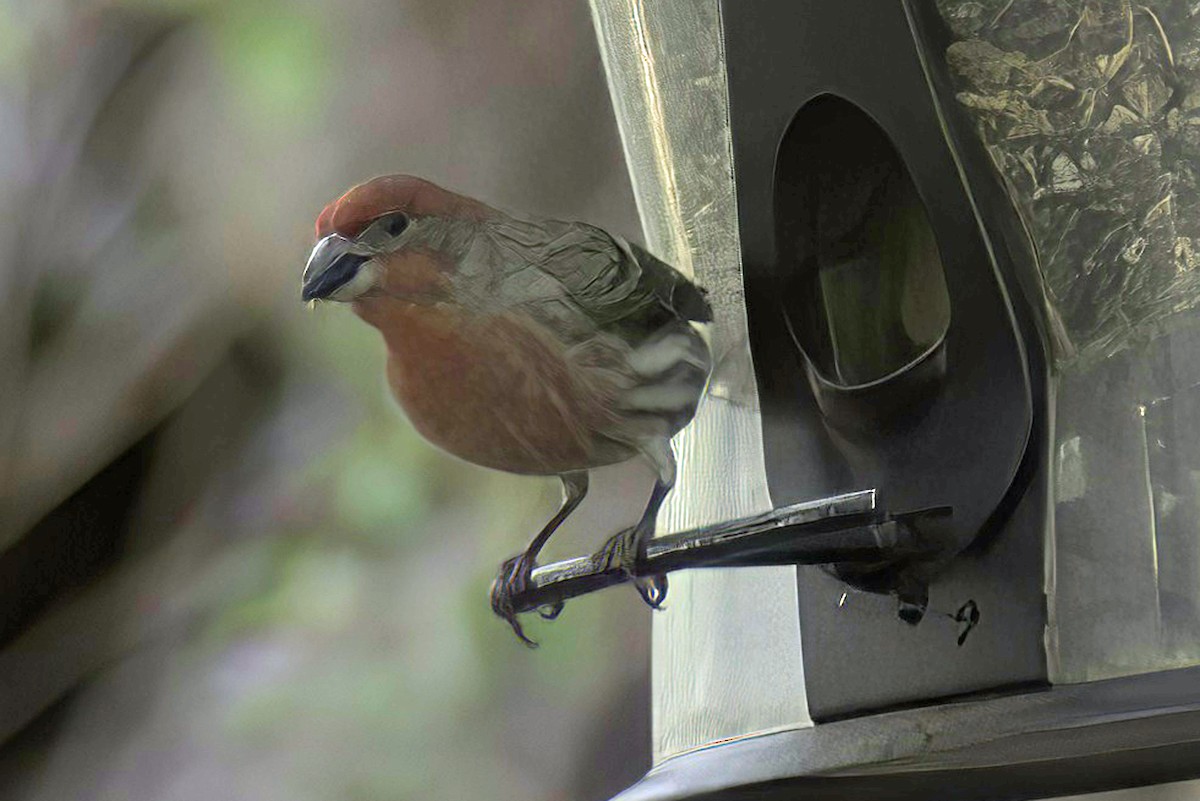 House Finch - ML619881778