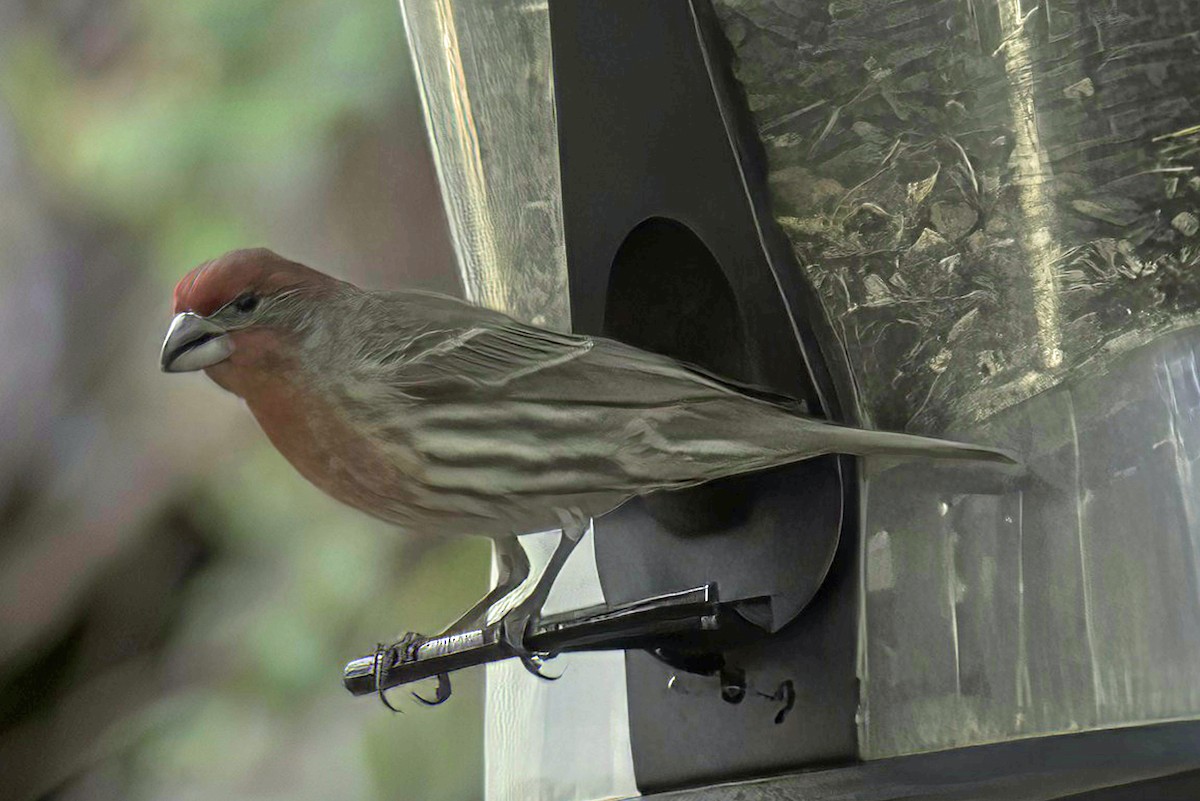 House Finch - ML619881780