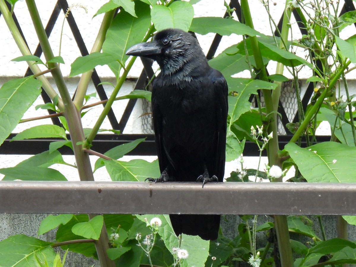 Large-billed Crow - ML619881785