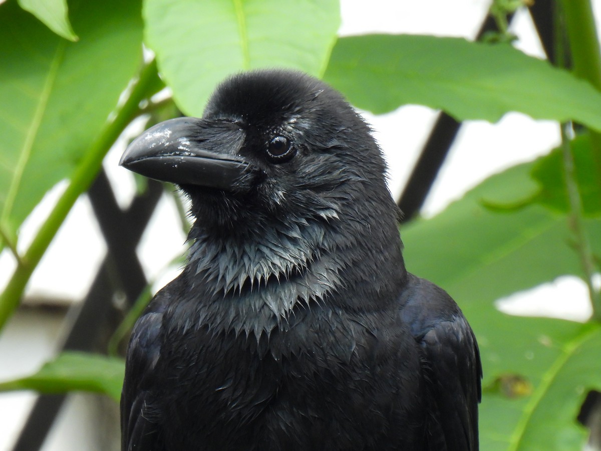 Large-billed Crow - ML619881786