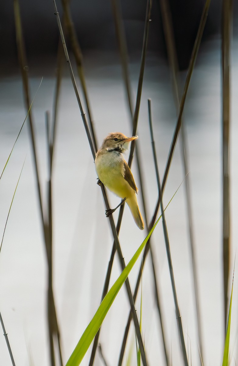 Sedge Warbler - ML619881791