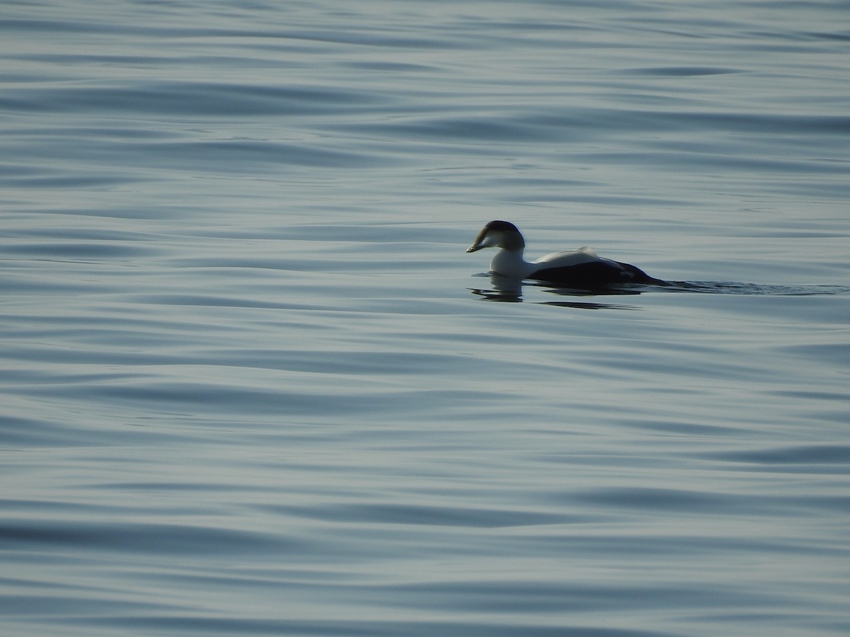 Common Eider - ML619881806