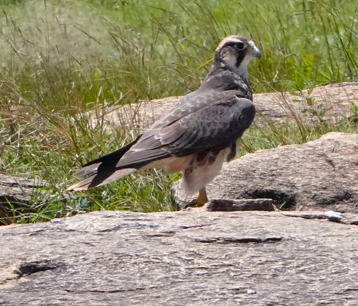 Lanner Falcon - ML619881815