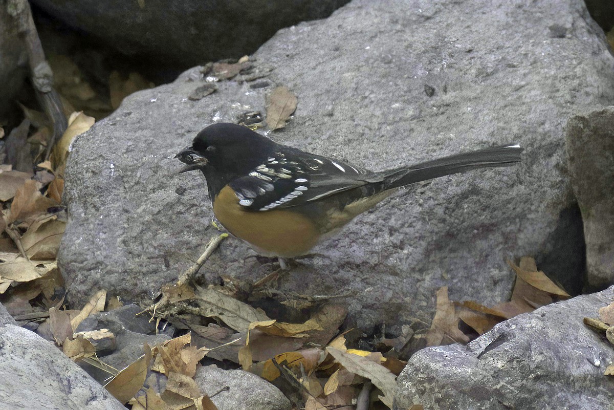 Spotted Towhee - ML619881817