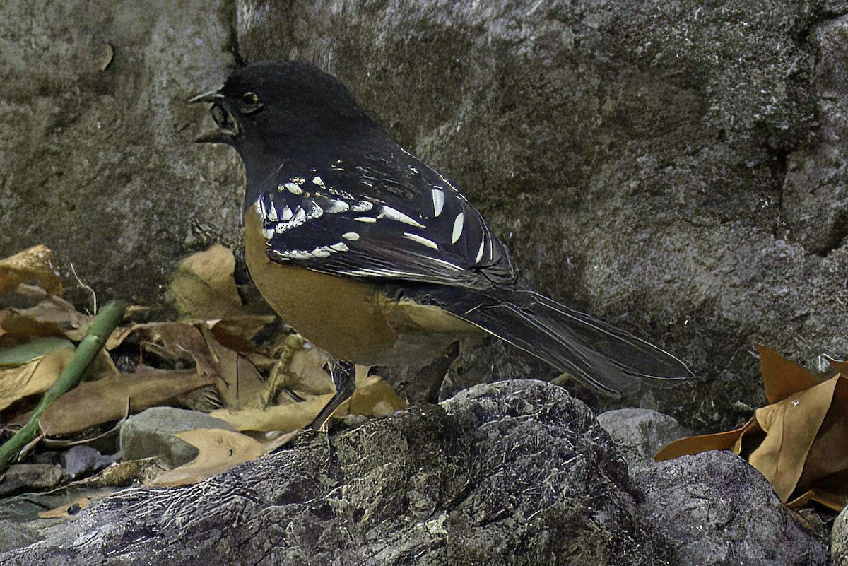 Spotted Towhee - ML619881818