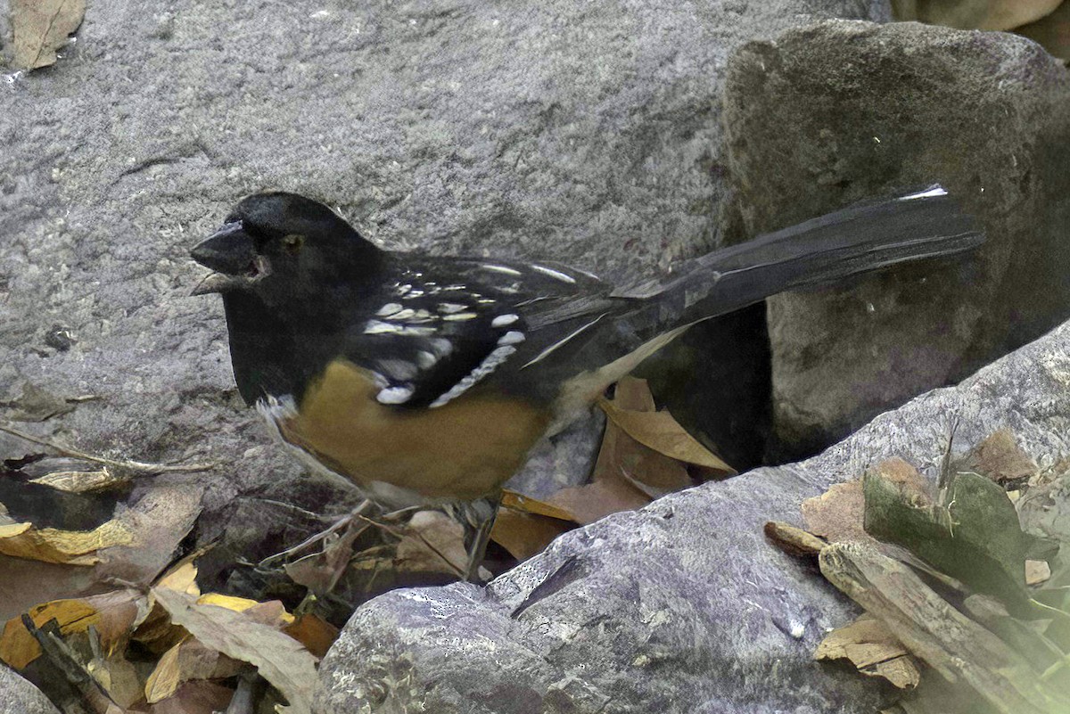 Spotted Towhee - ML619881819