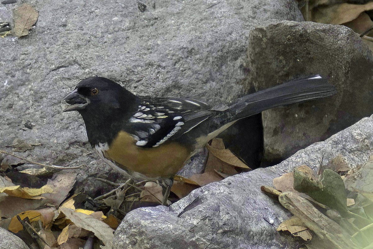 Spotted Towhee - ML619881820