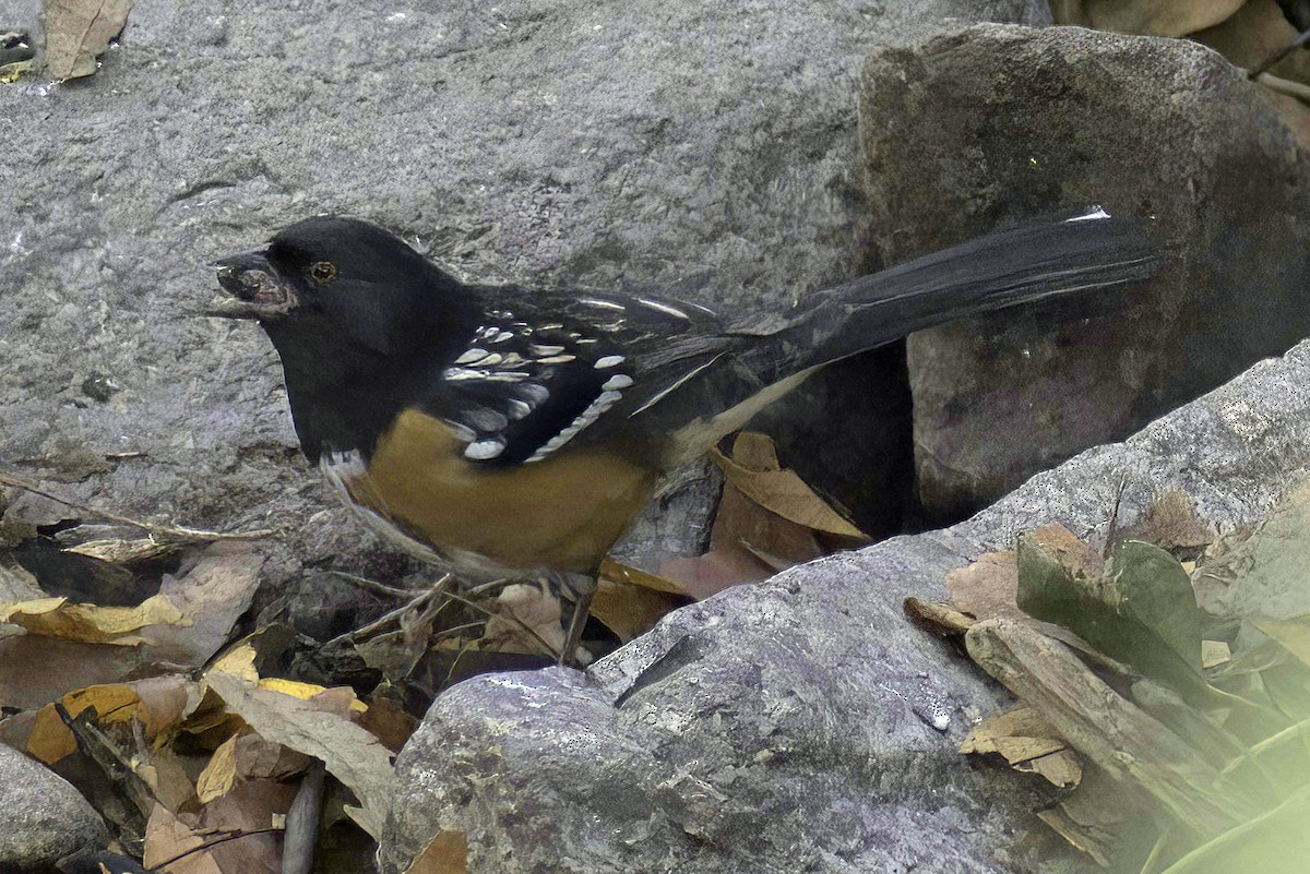 Spotted Towhee - ML619881821