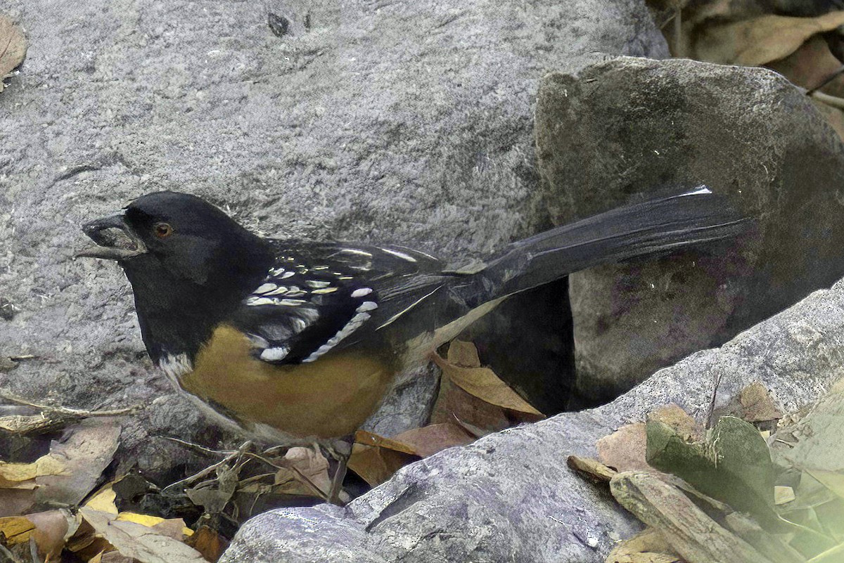 Spotted Towhee - ML619881822