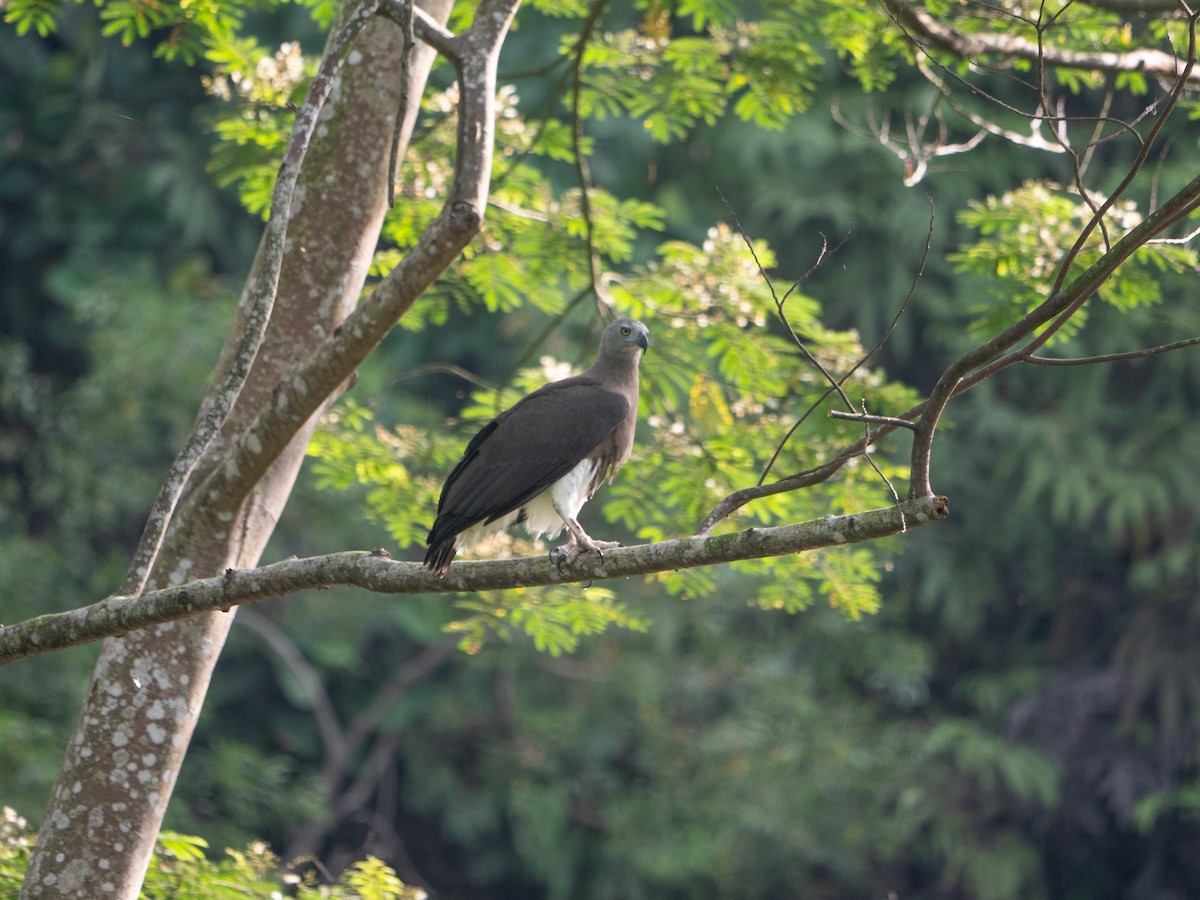 Gray-headed Fish-Eagle - ML619881829