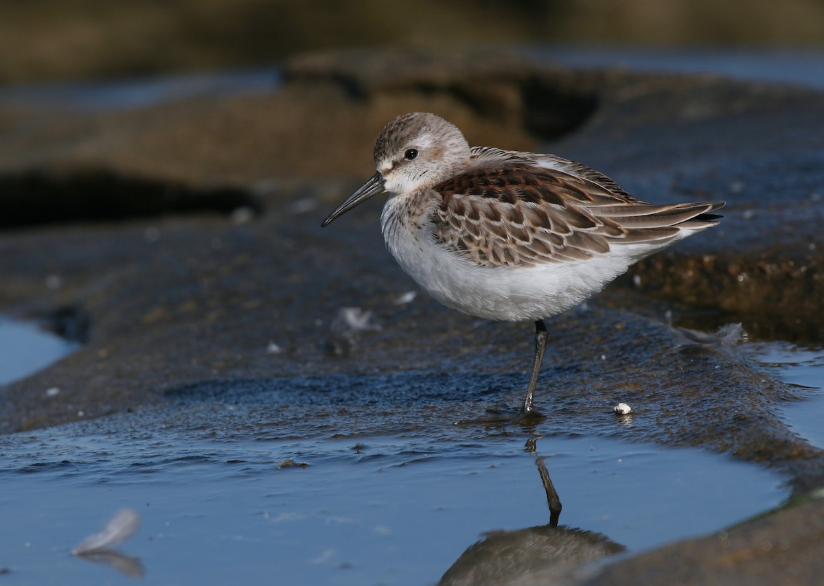 Western Sandpiper - ML619881832