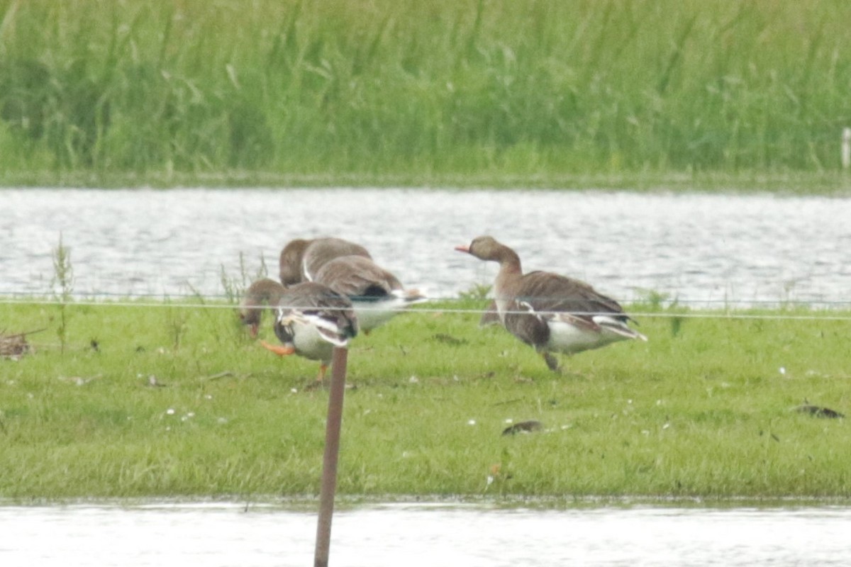 Greater White-fronted Goose - ML619881840