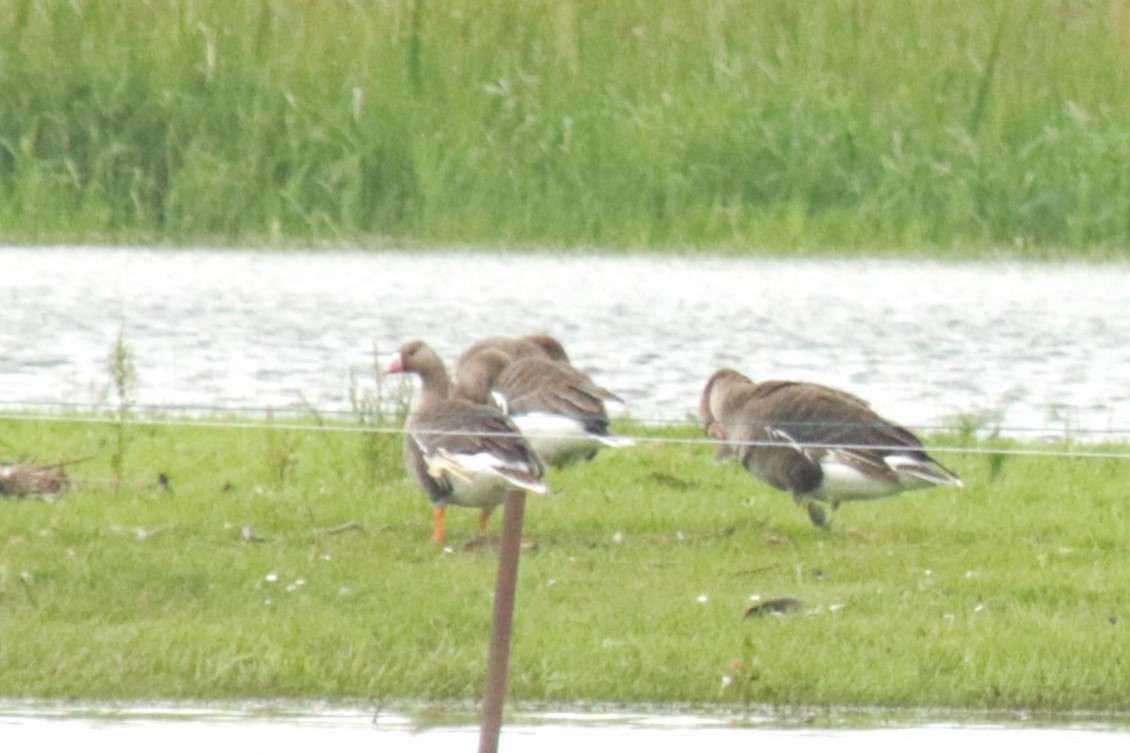 Greater White-fronted Goose - ML619881841