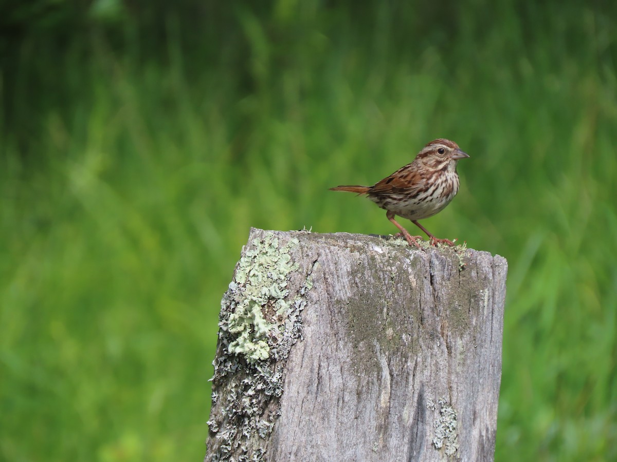 Song Sparrow - ML619881854