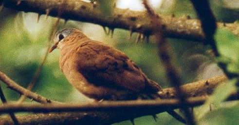 Blue-spotted Wood-Dove - ML619881875