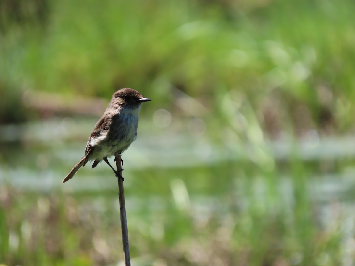 Eastern Phoebe - ML619881897