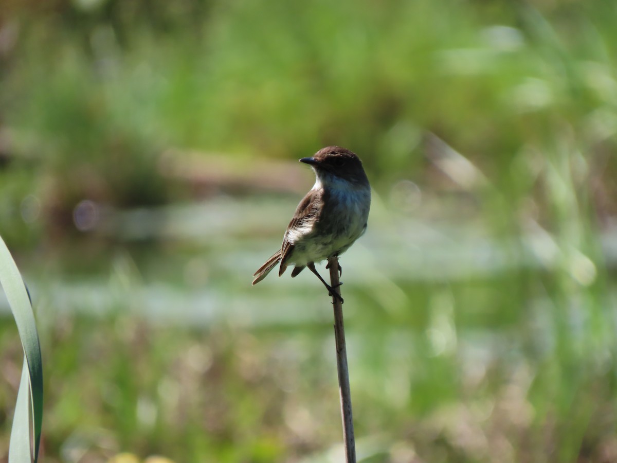 Eastern Phoebe - ML619881898