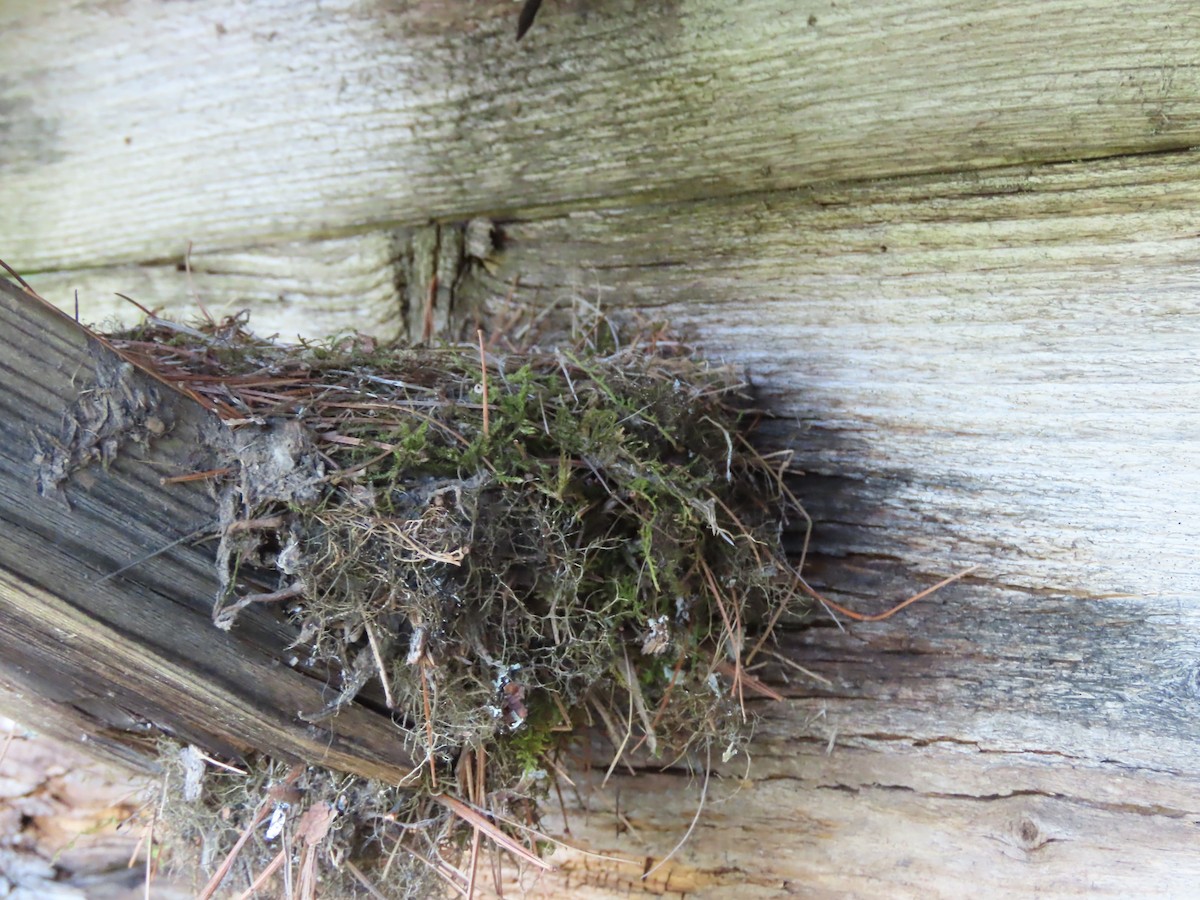 Eastern Phoebe - ML619881899